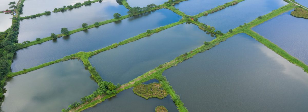 E Squared FlexLiner FG: The Ideal Fish Grade Pond Liner for a Thriving Aquatic Environment